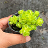 Greenovia Dodrentalis Variegated (w/pup)