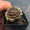 Sempervivum Turmoil (P/C)