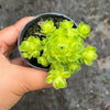 Greenovia Dodrentalis Variegated (w/pup)