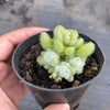 Sedum hintonii (piaxtlaensis)