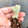 Crassula 'Pastel' ( C. Tom Thumb variegated)(XXS)