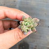 Echeveria amoena