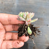 Echeveria amoena