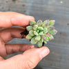 Echeveria amoena