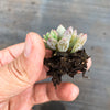 Echeveria amoena