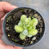 Sedum hintonii (piaxtlaensis)