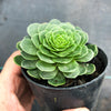 Aeonium aizoon