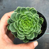 Aeonium aizoon