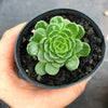 Aeonium aizoon