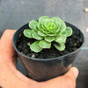 Aeonium aizoon