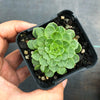 Aeonium aizoon