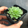 Aeonium aizoon