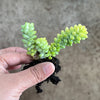 Sedum burrito 'Burros Tail'