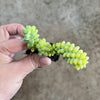 Sedum burrito 'Burros Tail'