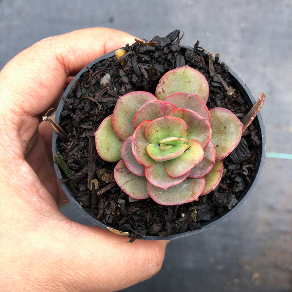 suyon succulent Echeveria 'Suyon' (has mark) – LET LOVE GROW (Succulent & Cactus)