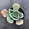 Echeveria 'Blue Lagoon'