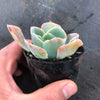 Echeveria 'Blue Lagoon'