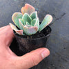 Echeveria 'Blue Lagoon'