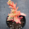 Crassula campfire variegated (has marks)