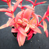 Crassula campfire variegated (has marks)