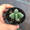 Corpuscularia lehmannii (ICE PLANT)(1 X CUTTING)
