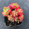 Echeveria Briar Rose f. cristata (has mark)