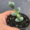 Corpuscularia lehmannii (ICE PLANT)(1 X CUTTING)