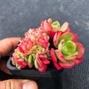 Echeveria Briar Rose f. cristata (has mark)