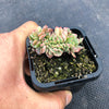 Echeveria Briar Rose f. cristata (has mark)