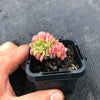 Echeveria Briar Rose f. cristata (has mark)