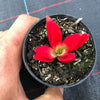 Crassula capitella 'Campfire'