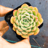 Echeveria 'Schichi-Kuksi' (w/pup)