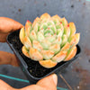 Echeveria 'Schichi-Kuksi' (w/pup)