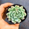 Echeveria 'Schichi-Kuksi' (w/pup)