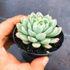 Echeveria 'Schichi-Kuksi' (w/pup)
