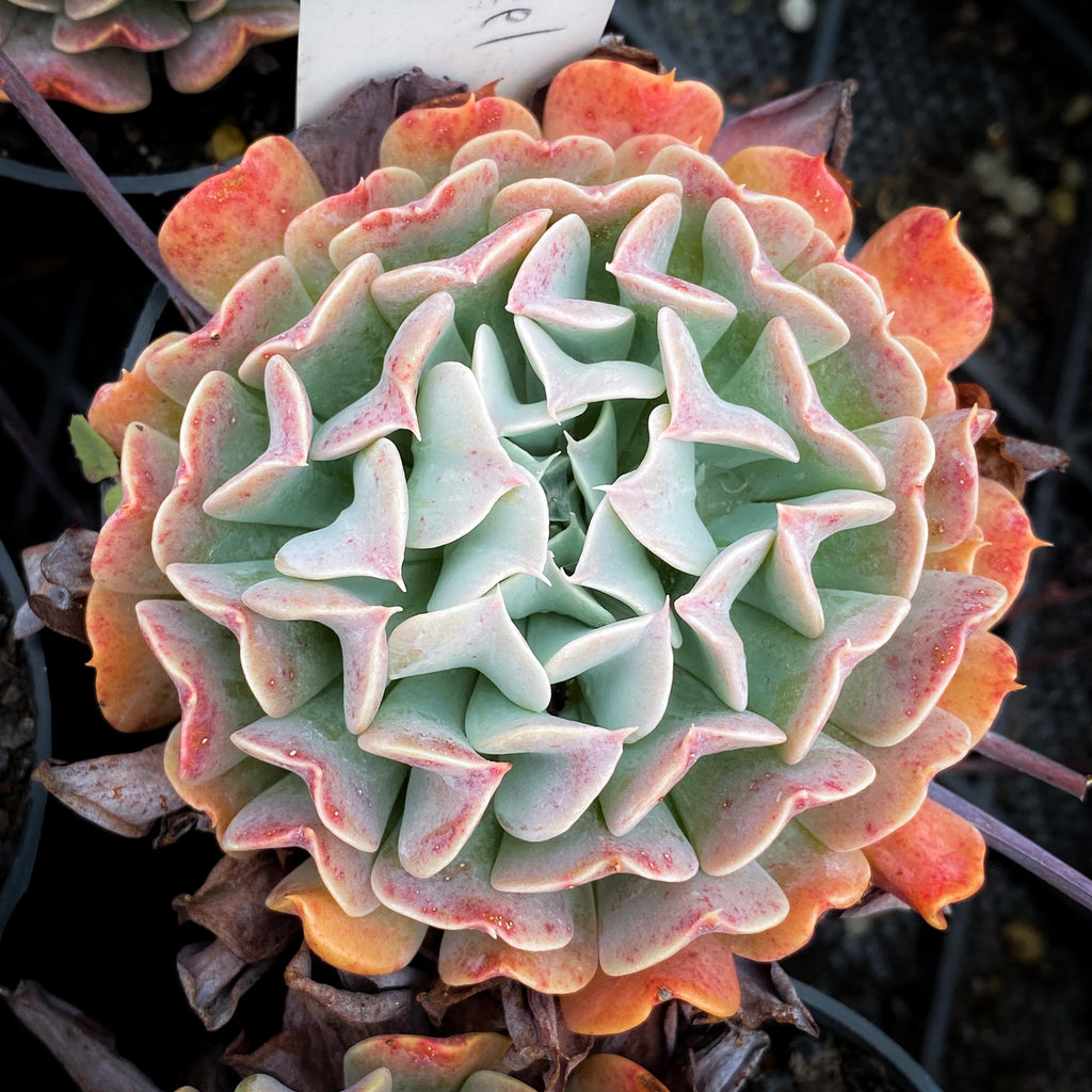 Echeveria pinwheel 'Revolution'