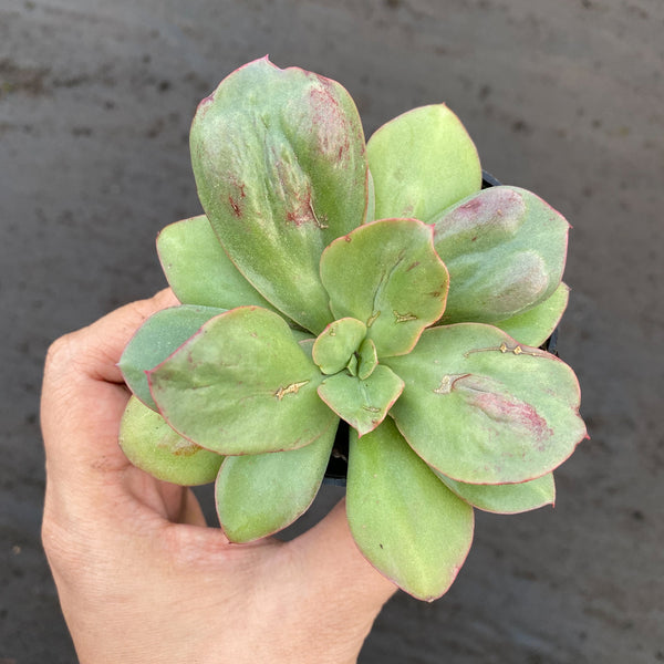 baron bold succulent Echeveria' Baron Bold' – LET LOVE GROW (Succulent & Cactus)