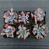 Echeveria 'Trumpet Pinky'