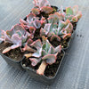 Echeveria 'Trumpet Pinky'