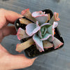 Echeveria 'Trumpet Pinky'
