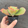 Echeveria 'Dick's Pink'