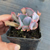 Echeveria 'Trumpet Pinky'