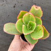 Echeveria 'Dick's Pink'