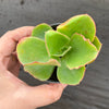 Echeveria 'Dick's Pink'