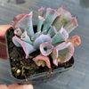 Echeveria 'Trumpet Pinky'