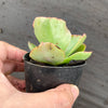 Echeveria 'Dick's Pink'