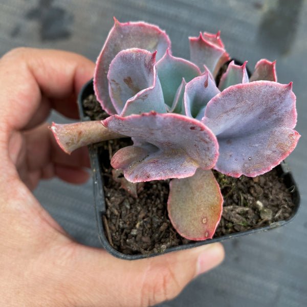 trumpet pinky succulent Echeveria 'Trumpet Pinky' – LET LOVE GROW (Succulent & Cactus)