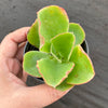 Echeveria 'Dick's Pink'