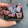 Echeveria 'Trumpet Pinky'