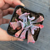 Echeveria 'Trumpet Pinky'